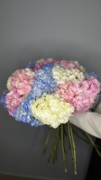 Монобукет из Гортензий Florseason