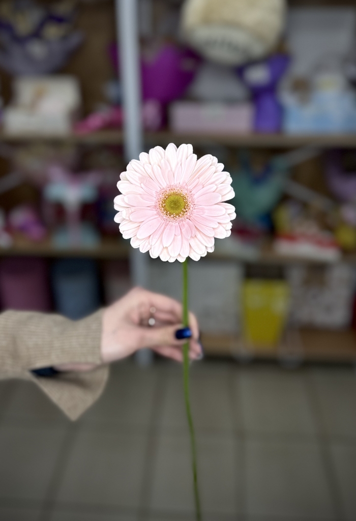 Гербера Рич нежно-розовая Florseason