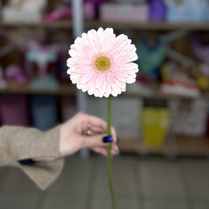 Гербера Рич нежно-розовая Florseason