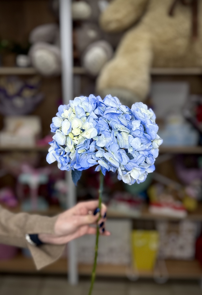 Гортензия синяя Florseason