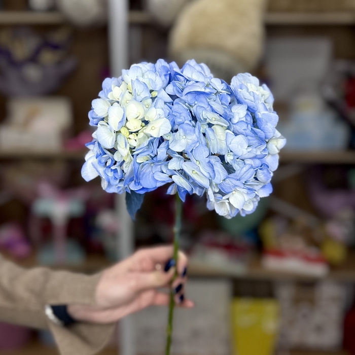 Гортензия синяя Florseason