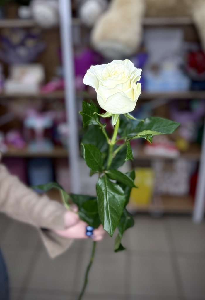 Роза Эквадор 70см Florseason