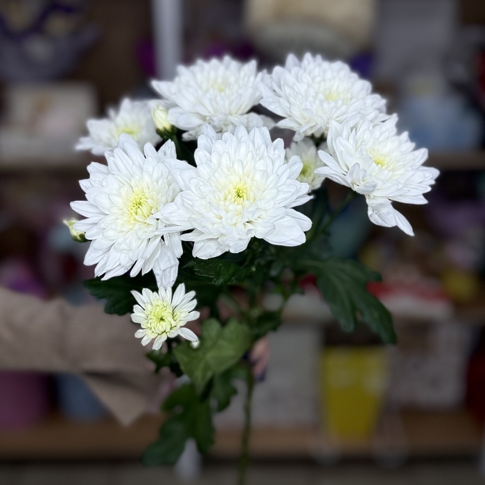 Хризантема кустовая Florseason