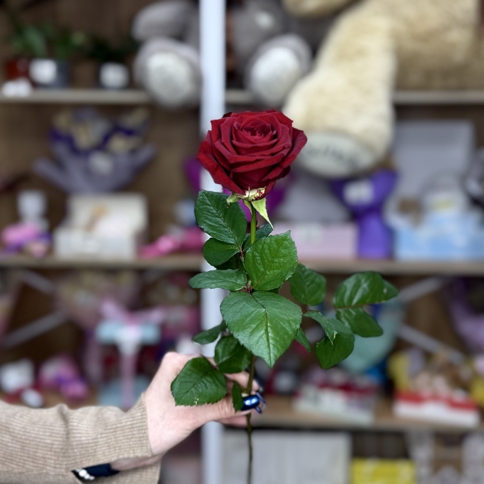 Роза 70см Florseason