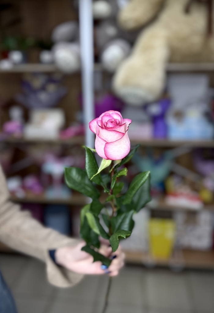 Роза Эквадор 70см Florseason