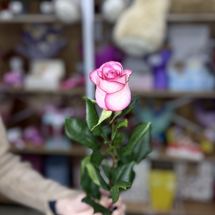 Роза Эквадор 70см Florseason