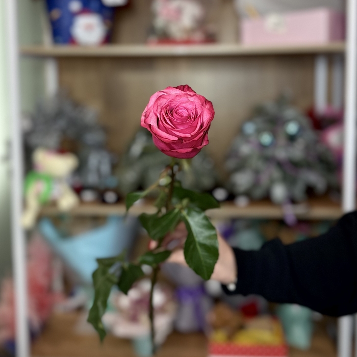 Роза Эквадор 70см Florseason