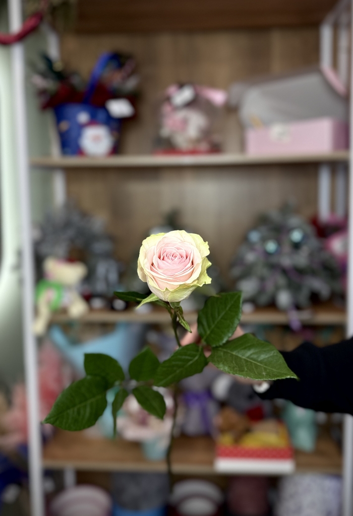 Роза Эквадор 70см Florseason