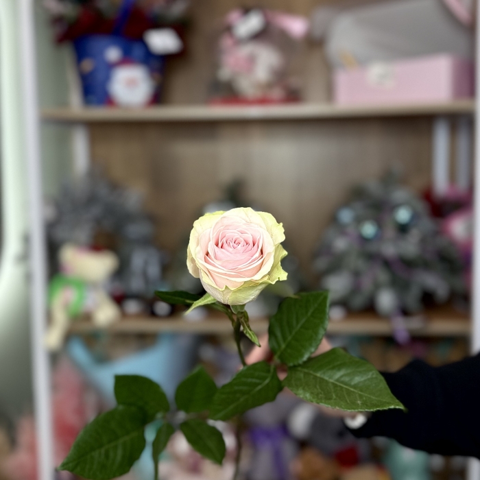 Роза Эквадор 70см Florseason