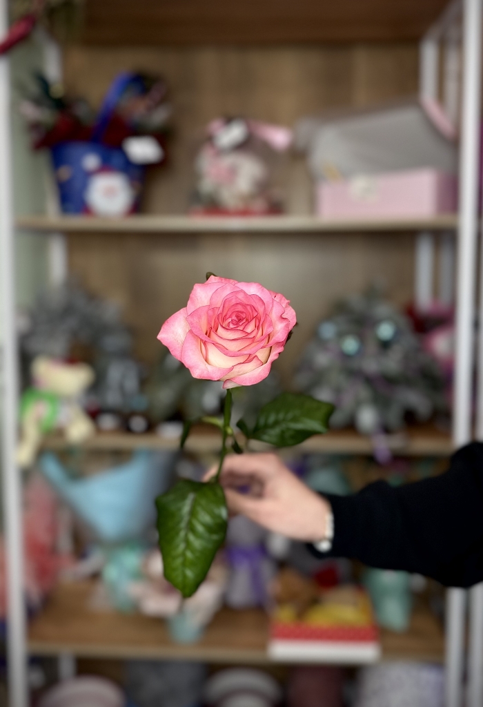 Роза 60см Florseason