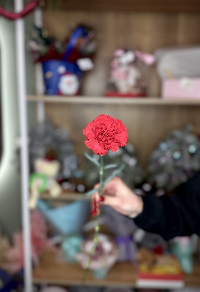 Гвоздика красная Florseason