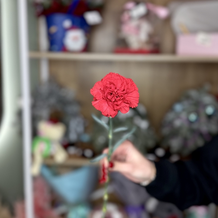 Гвоздика красная Florseason