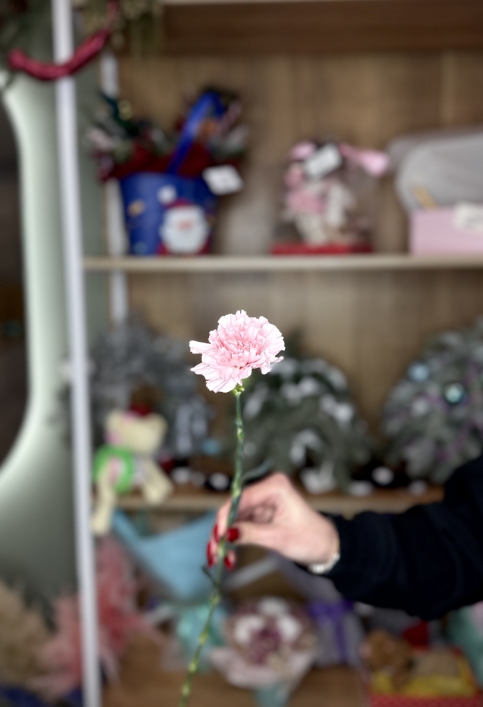 Гвоздика розовая Florseason