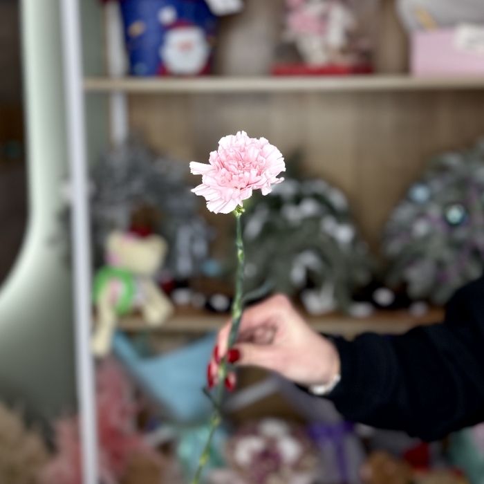 Гвоздика розовая Florseason