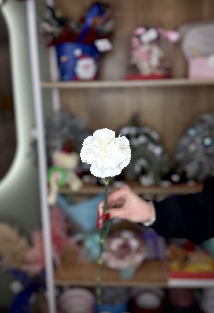 Гвоздика белая Florseason