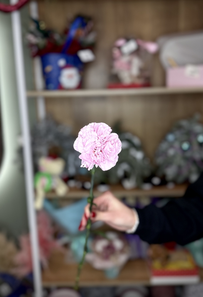 Гвоздика фиолетовая Florseason