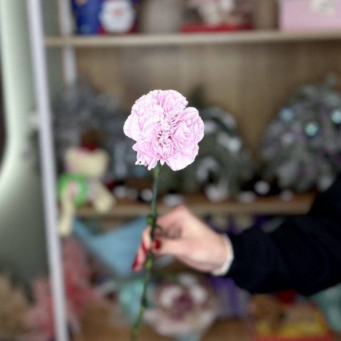 Гвоздика фиолетовая Florseason