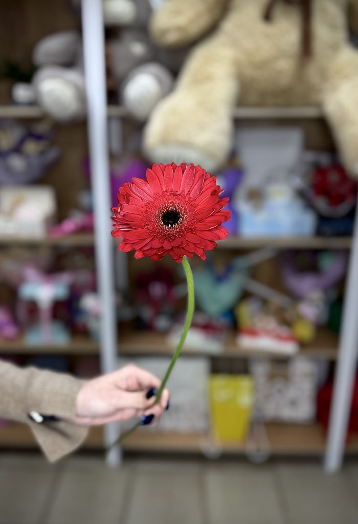 Гербера Рич красная Florseason