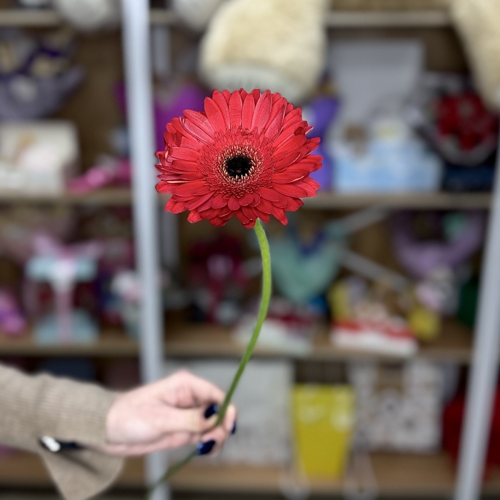 Гербера Рич красная Florseason