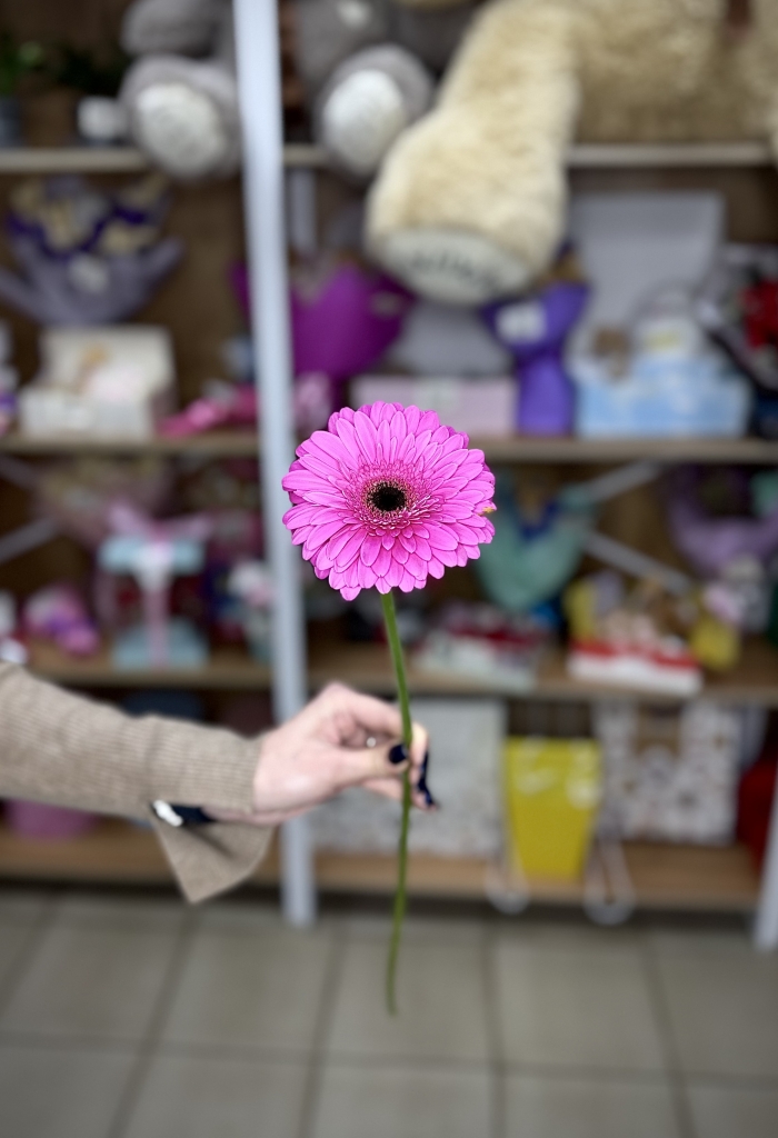 Гербера Рич фиолетовая Florseason