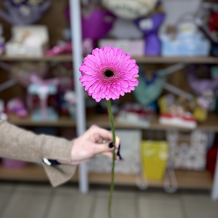 Гербера Рич фиолетовая Florseason