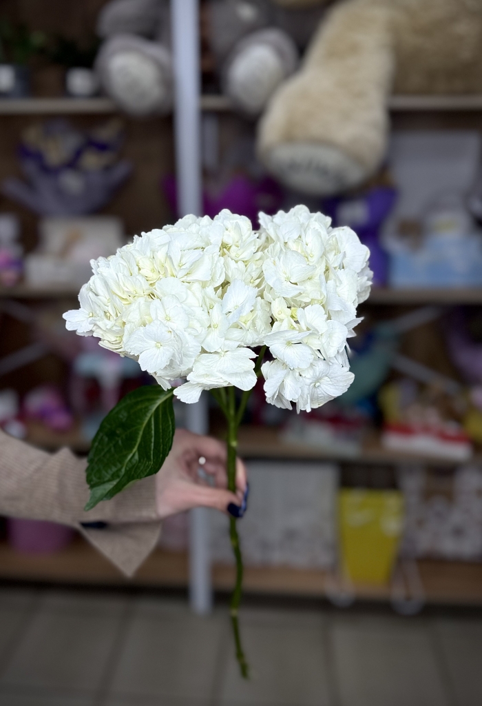 Гортензия белая Florseason