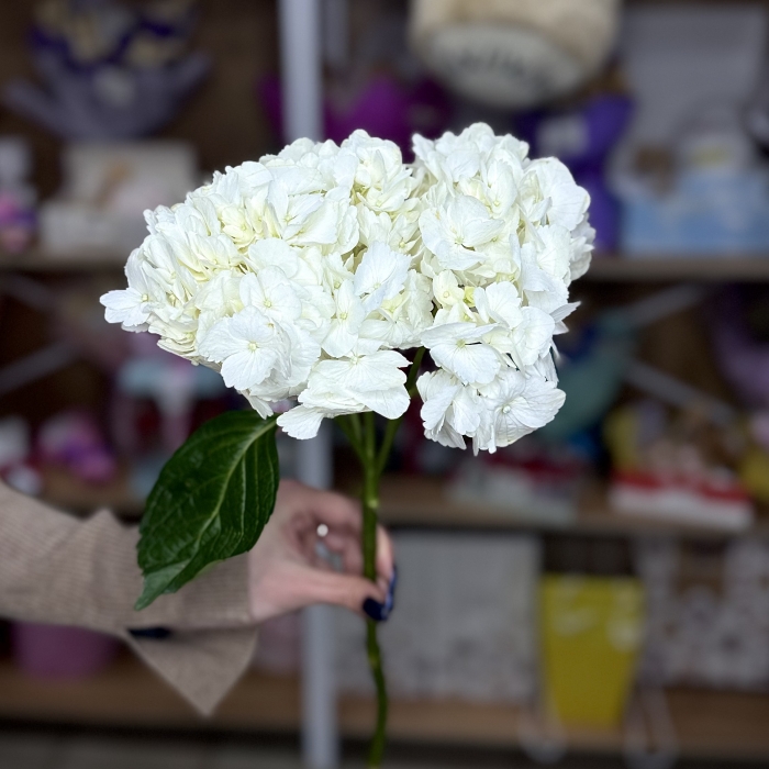 Гортензия белая Florseason