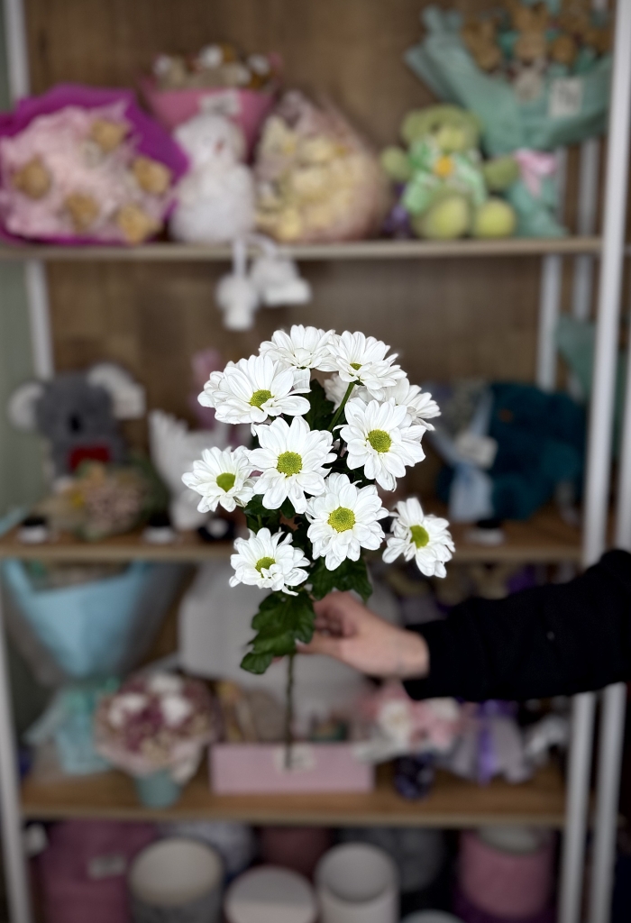 Хризантема кустовая (ромашка) Florseason