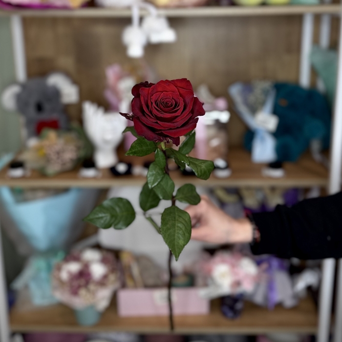 Роза Эквадор 80см Florseason