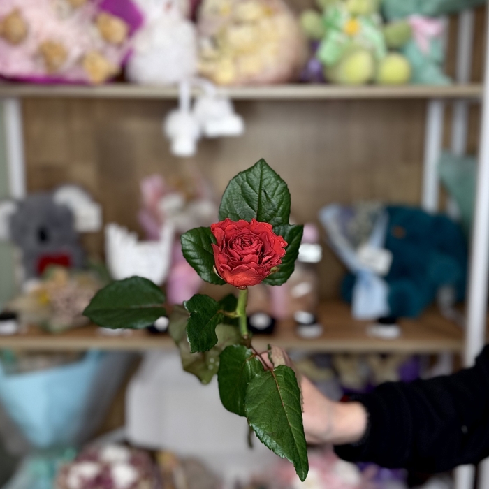 Роза 50см Florseason