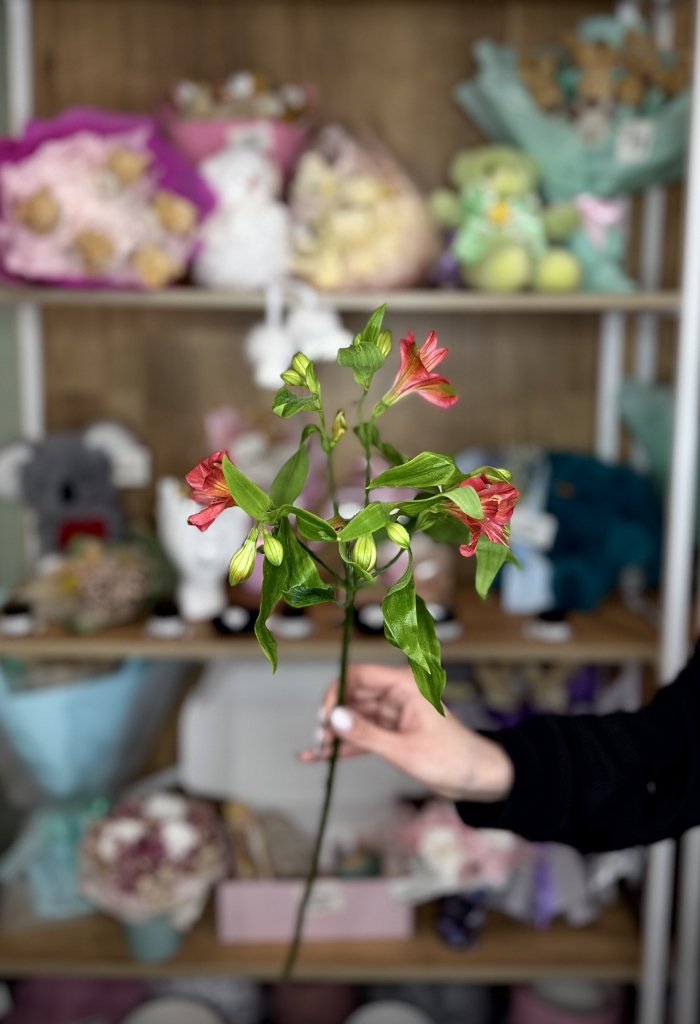 Альстромерия Сибирь Florseason