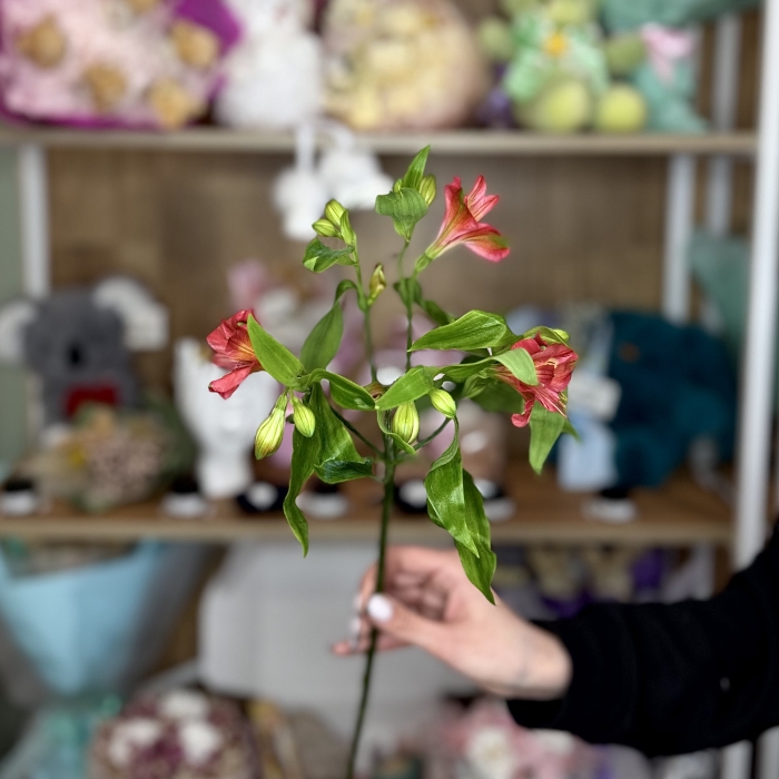 Альстромерия Сибирь Florseason