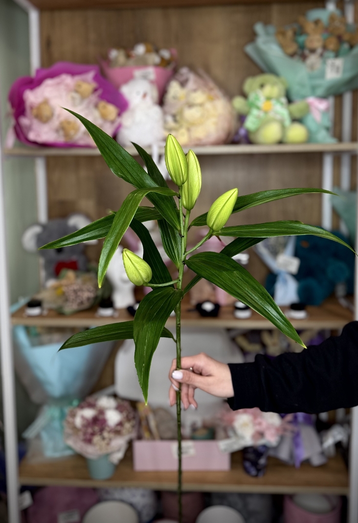 Лилия Florseason