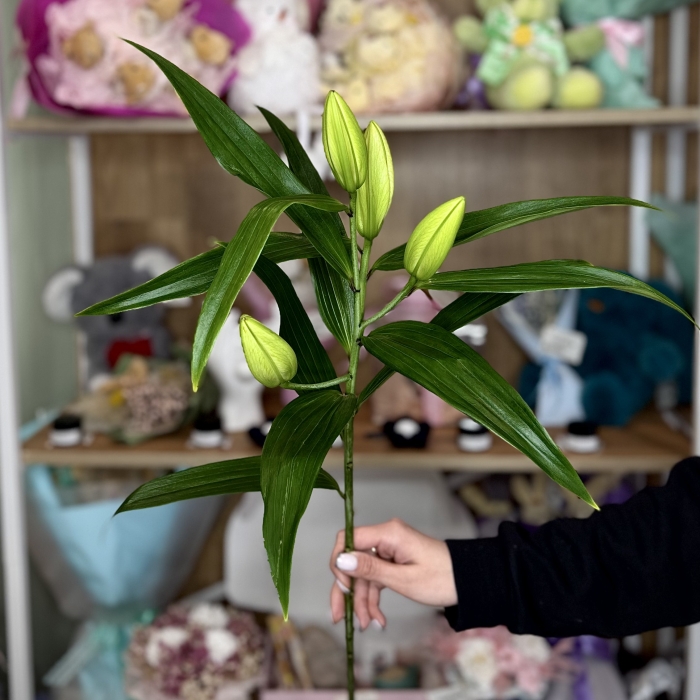 Лилия Florseason